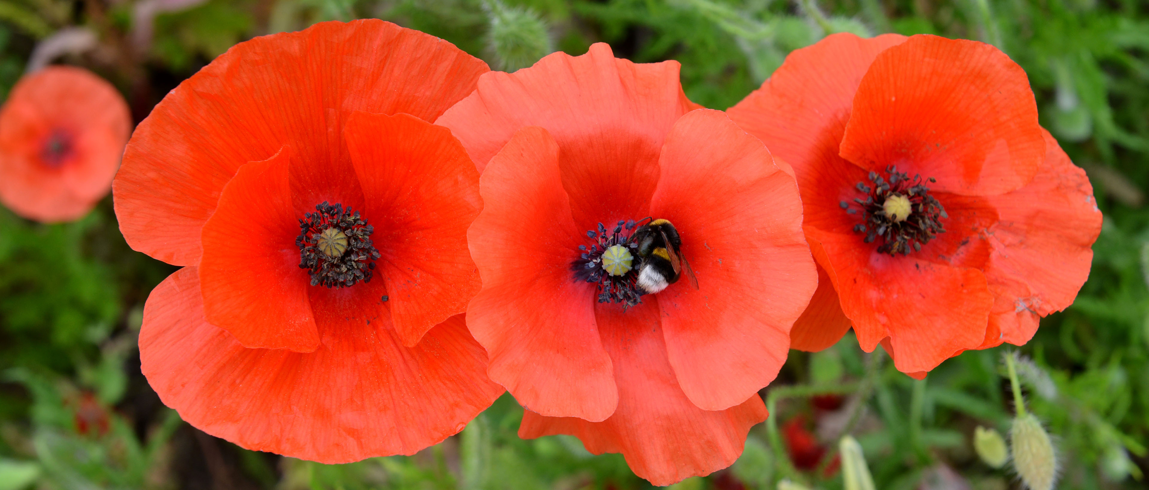 Photo de coquelicots