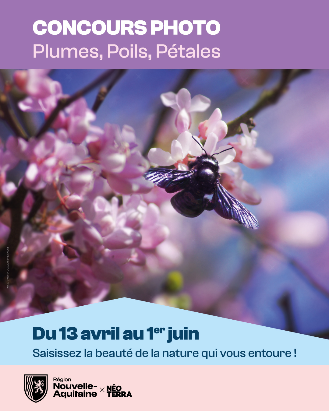Affiche plumes poils pétales 2026