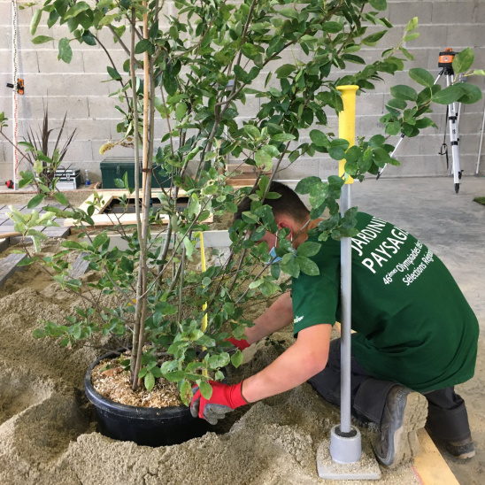 Plantation d'un arbre lors des olympiades des métiers