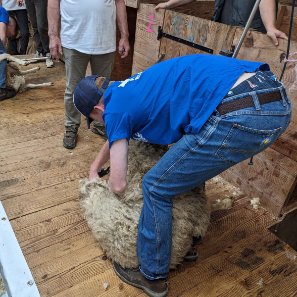 candidat australien tonte 