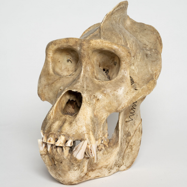 Histoire de bahuts - Lycée Gay Lussac - Archives