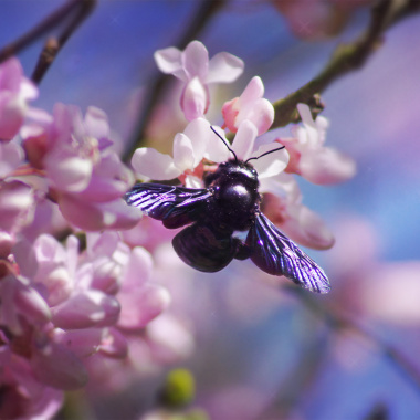 Participez au concours photo "Plumes, Poils, Pétales"