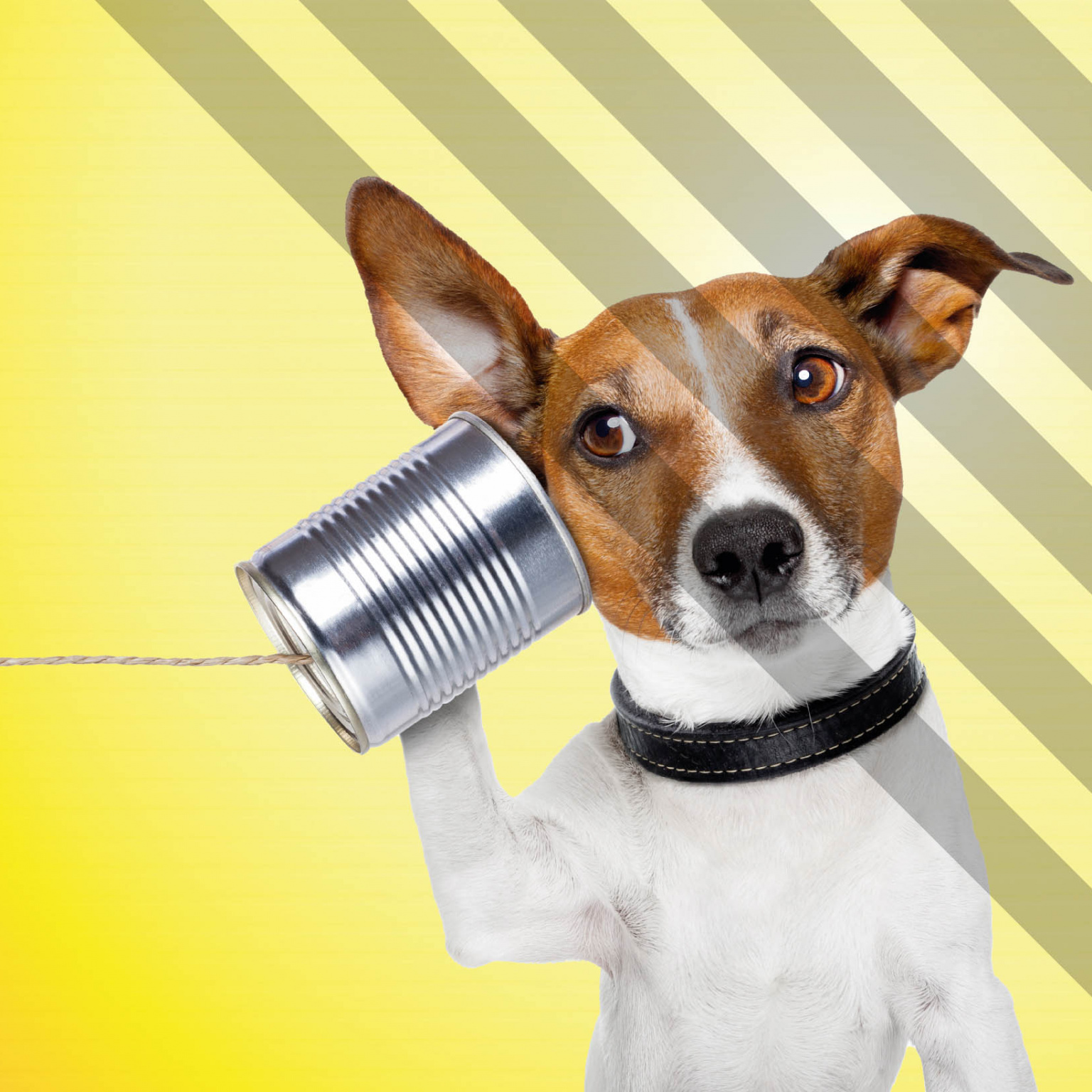 Aide aux devoirs 2023 - visuel chien jack russel qui téléphone avec une boite de coserve