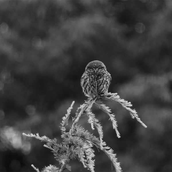 hibou sur une branche de sapin