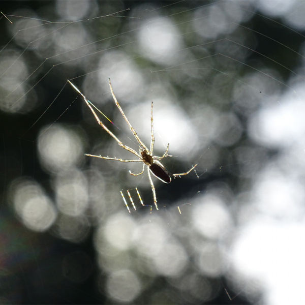 araignée sur sa toile
