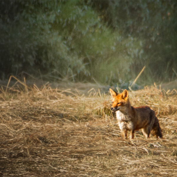 renard dans un champ