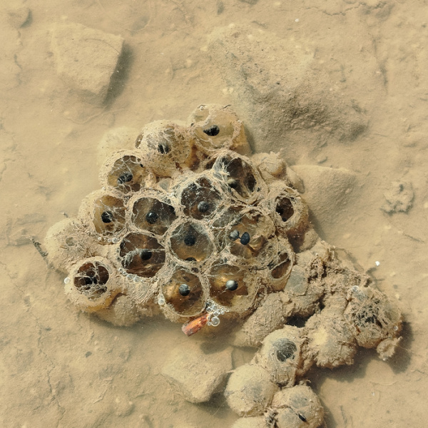 mollusque dans le sable