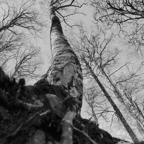 arbre en noir et blanc