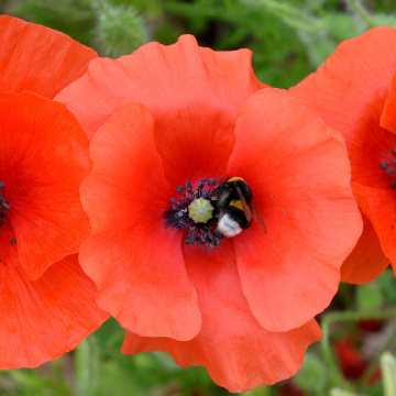 Participez à la concertation régionale sur la biodiversité