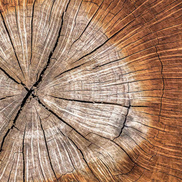 Festival des métiers du bois