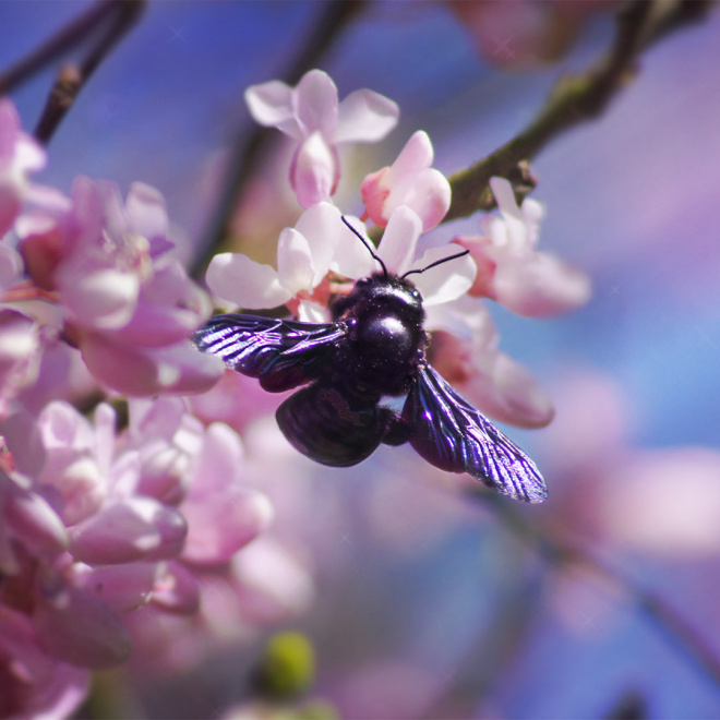 Participez au concours photo "Plumes, Poils, Pétales"